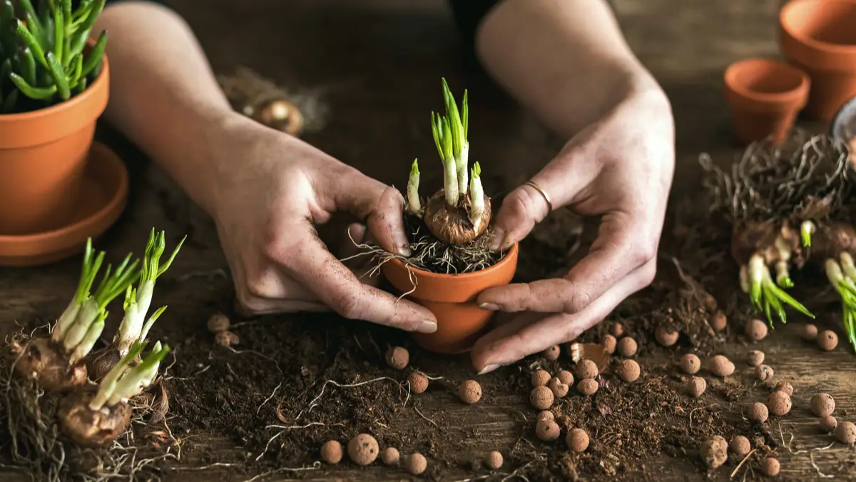 Cette plante anti-inflammatoire est la meilleure pour soulager lʼarthrose